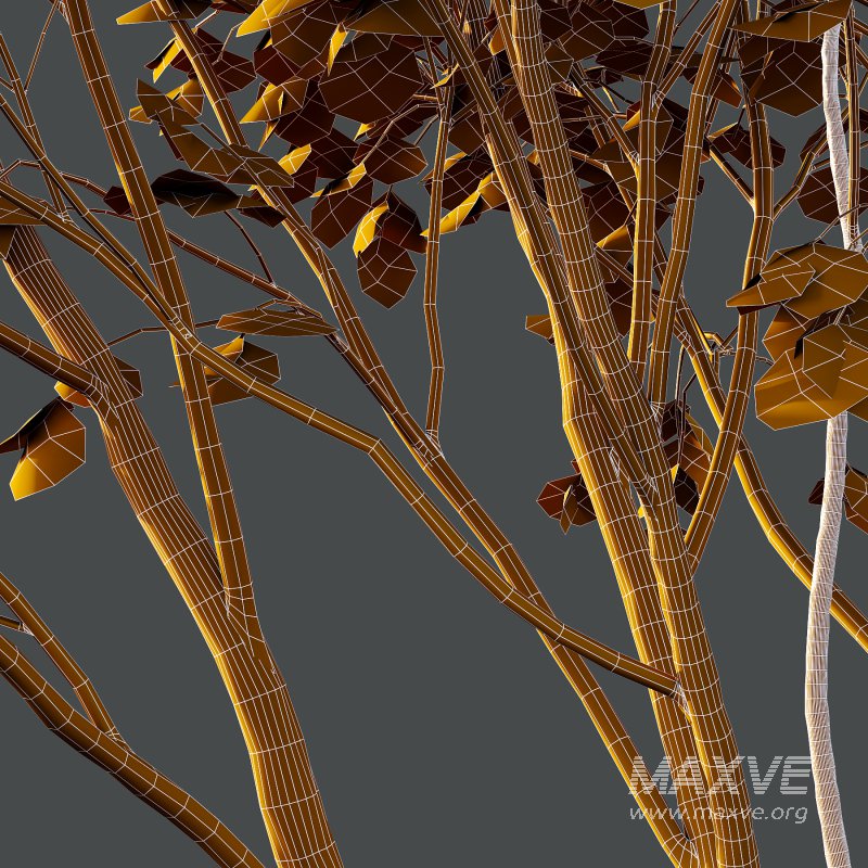 Acer Pseudoplatanus spring trees 01 - Image 5