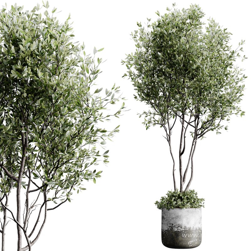 indoor plants 126 – plant in pot - Image 6