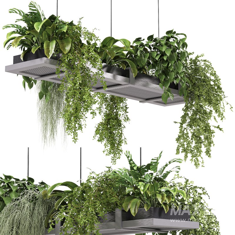 Hanging indoor Plants 03 - Image 6