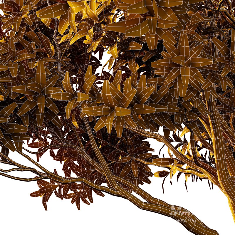 Sydney Blue Gum Tree 01 - Image 4