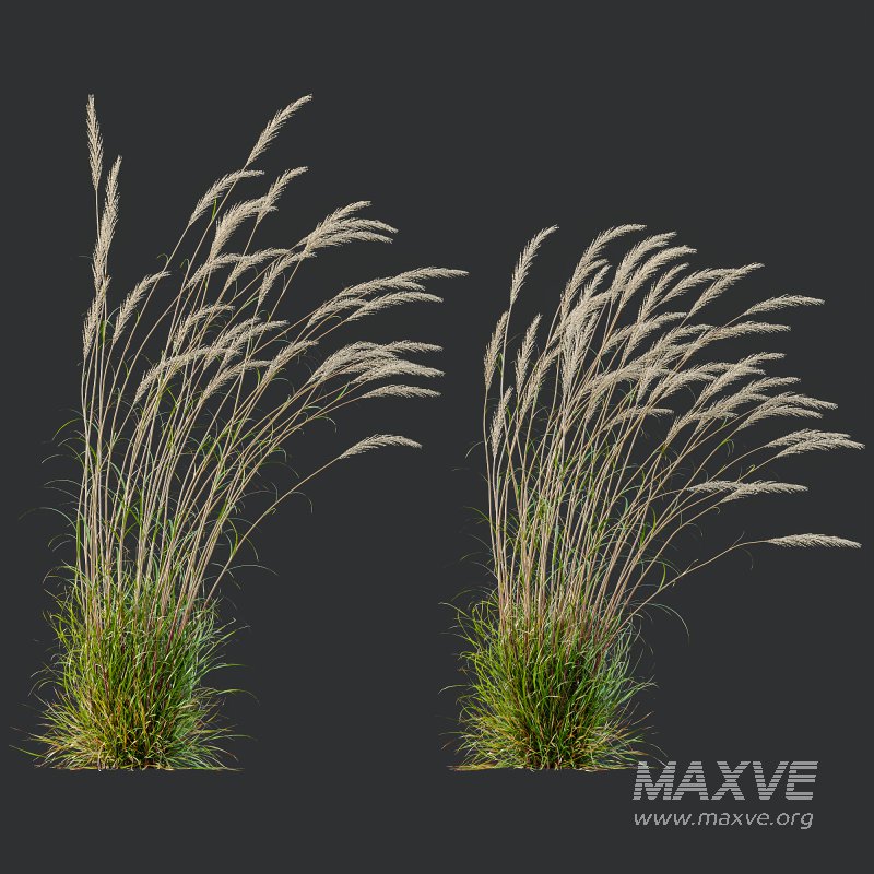 ntal grass set combines two iconic and highly architectural species known for their graceful movement and seasonal texture. - Image 6