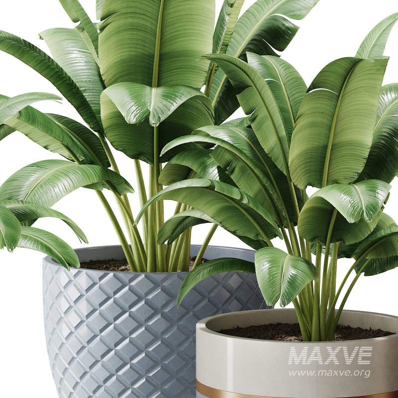 Spathiphyllum wallisii flower - Image 7