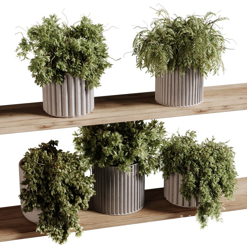 indoor plants 97- Hanging indoor plant - Image 5