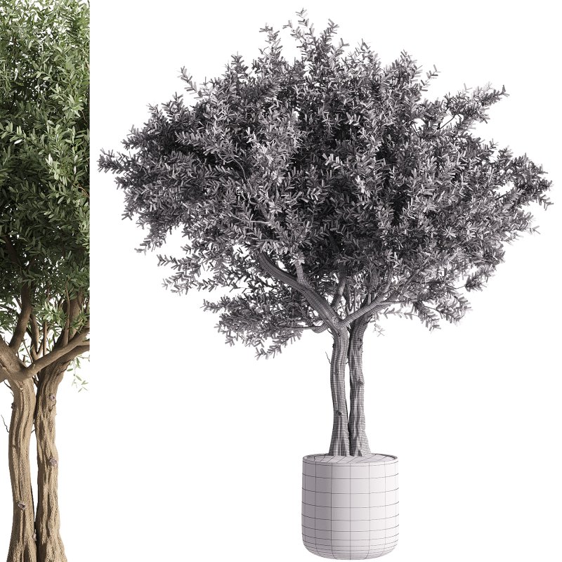 indoor plants – 35 plant in pot - Image 3