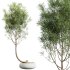 AV Indoor Plants Set 262 Japandi Ficus Dracaena Marginata and Areca Majesty Cat Reed Palm - Thumbnail 2
