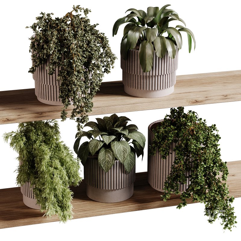 indoor plants 98- Hanging indoor plant - Image 4