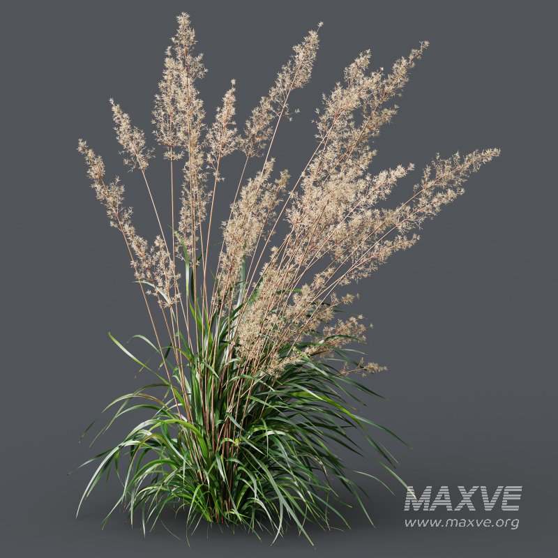 ntal grasses—**Celtica gigantea** (Golden Oats Grass) and **Nassella tenuissima** (Mexican Feather Grass)—curated for naturalistic, windswept landscapes and high-end 3D visualizations. - Image 10