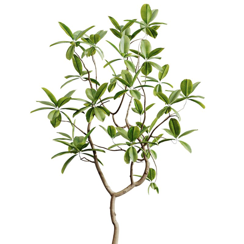 AV Indoor Plants Set 251 Olive Eucalyptus Japandi Ficus Banana Strelitzia Peace Lily - Image 2