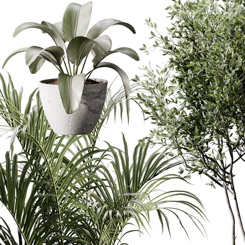 indoor plants 105 – plant collections in pot - Image 4