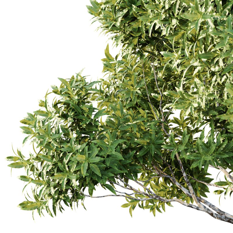 Sydney Blue Gum Tree 01 - Image 5