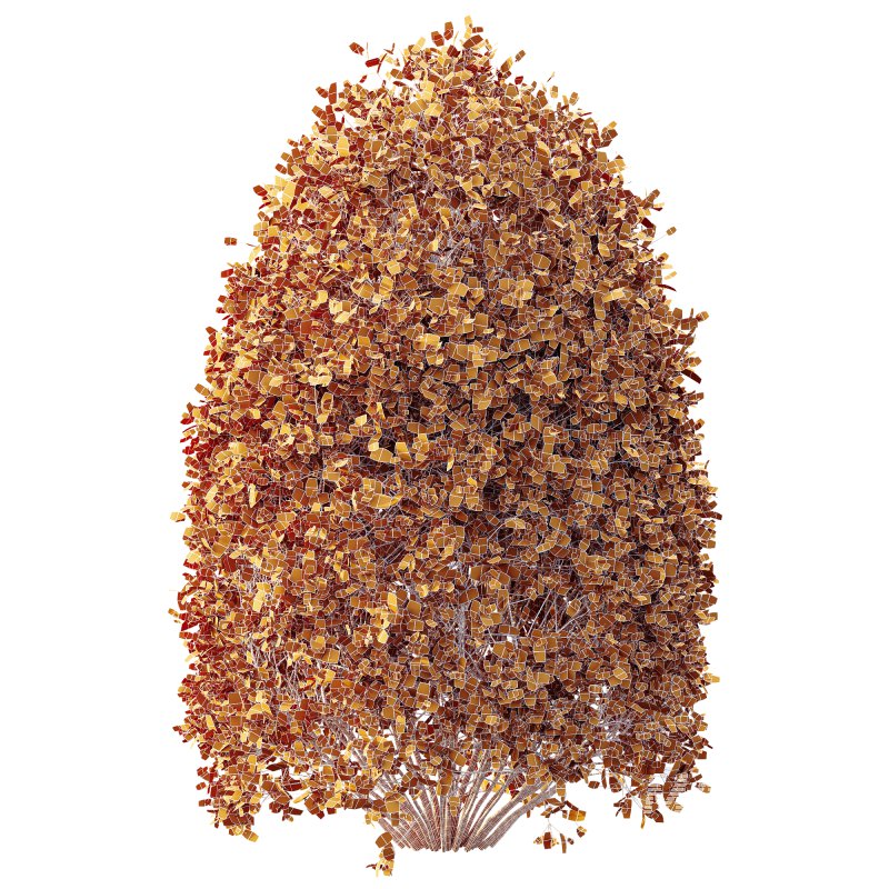 AV Plant Pittosporum Tobira Tenuifolium Shrub Buxus Semperviren Japanese Cheesewood03 - Image 3