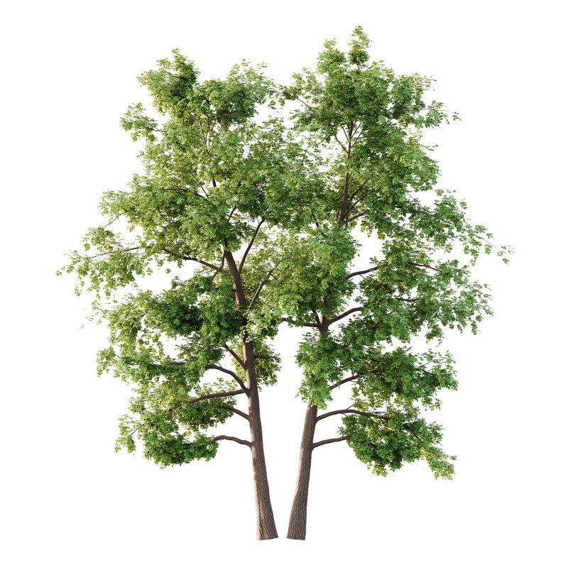 Alder Tree 03 - Image 2