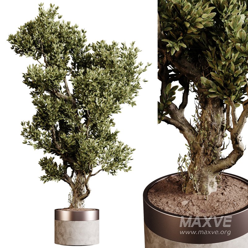 Indoor plants 84 – Plant in pot - Image 3