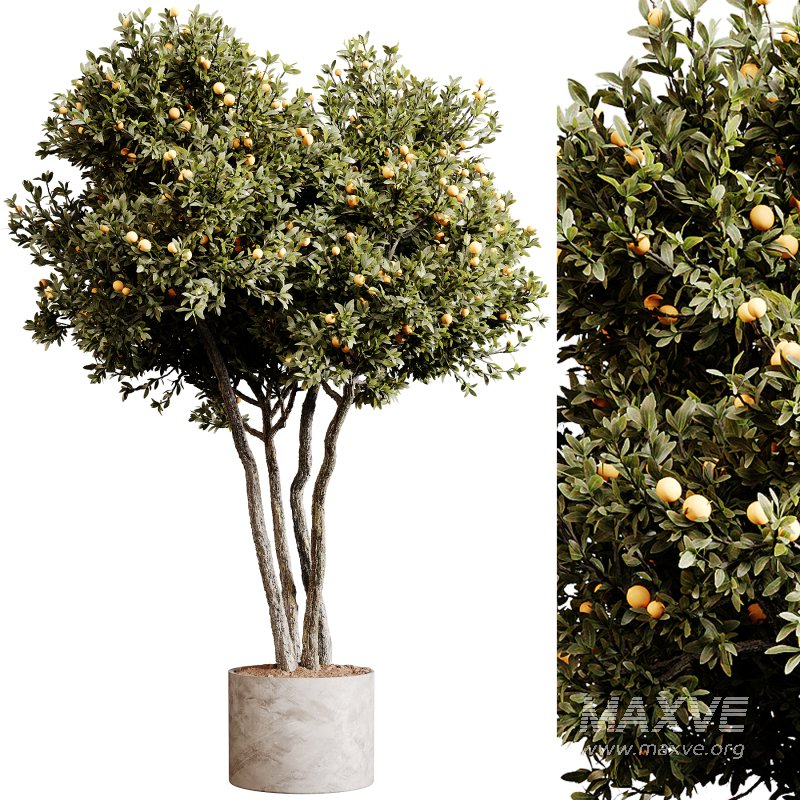 Indoor plants 80 – Plant in pot - Image 2