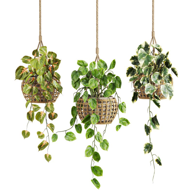 hanging plants set - Image 1