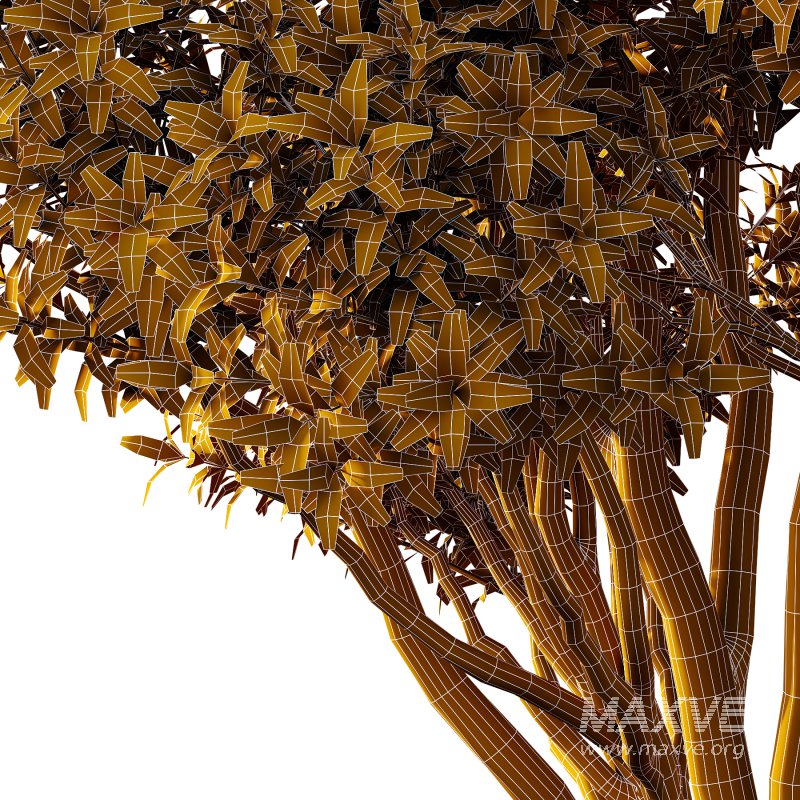 Sydney Blue Gum Tree 02 - Image 5