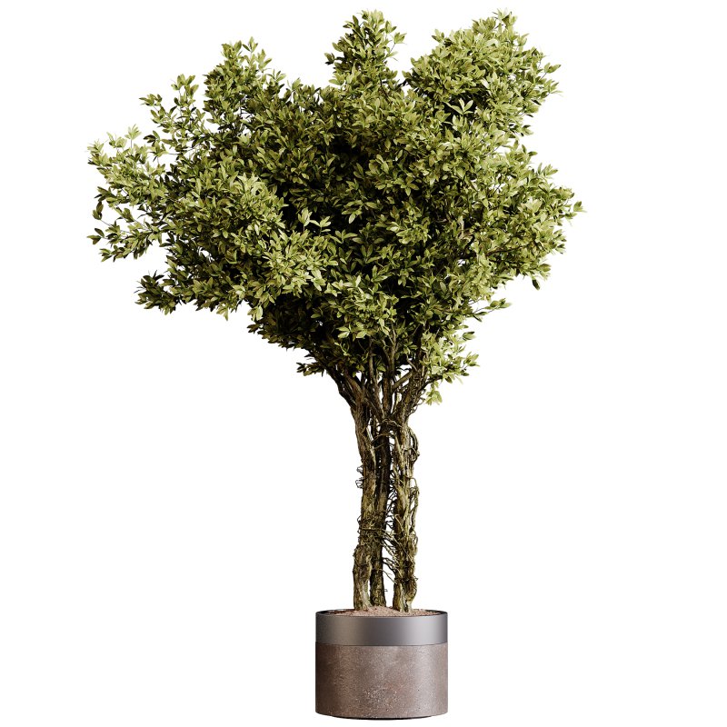 Indoor plants 87 – Plant in pot - Image 3