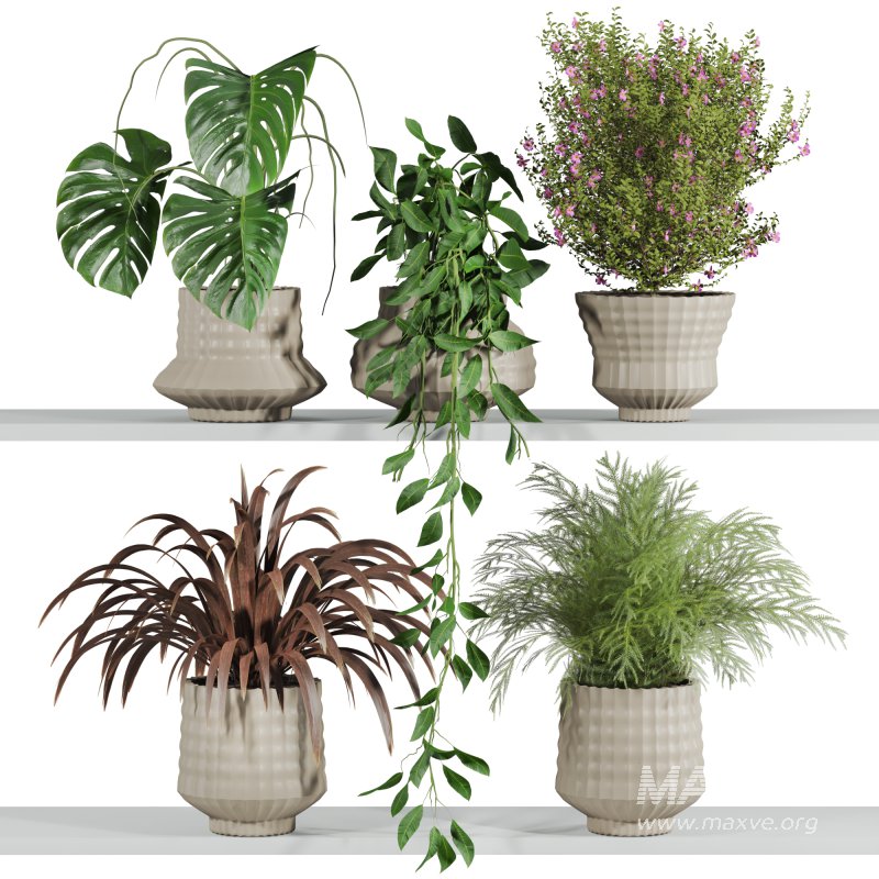 plants set on shelf - Image 1