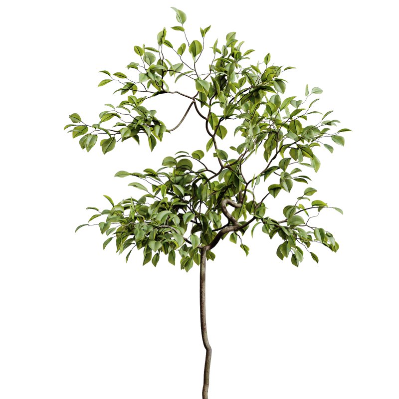 AV Indoor Plants Set 261 Beech Olea Europaea Olive Eucalyptus and Japandi Ficus Dracaena Marginata and Fruit Bonsai Orange Tree - Image 1