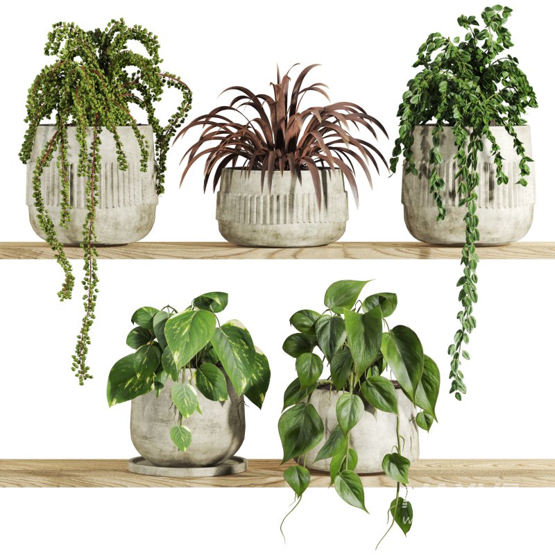 plants set on shelf - Image 1