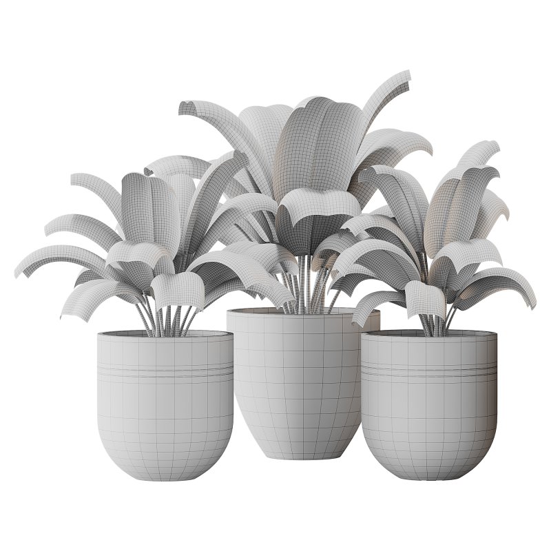 Spathiphyllum wallisii flower - Image 8