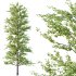 Maidenhair Ginkgo Biloba Tree 09 - Thumbnail 2
