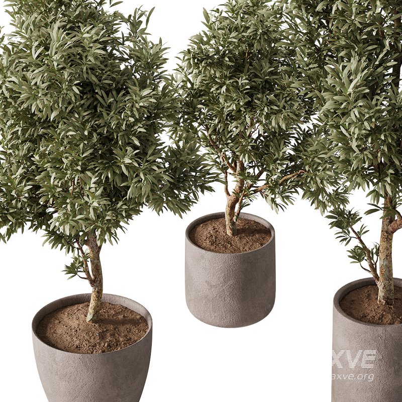 indoor plants – 65 plant in pot - Image 4