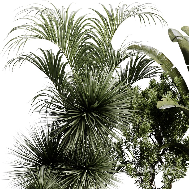 indoor plants 109 – plant collections in pot - Image 9