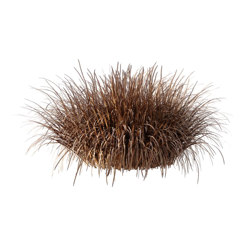 Carex Elata Aurea Grass 04 - Image 1