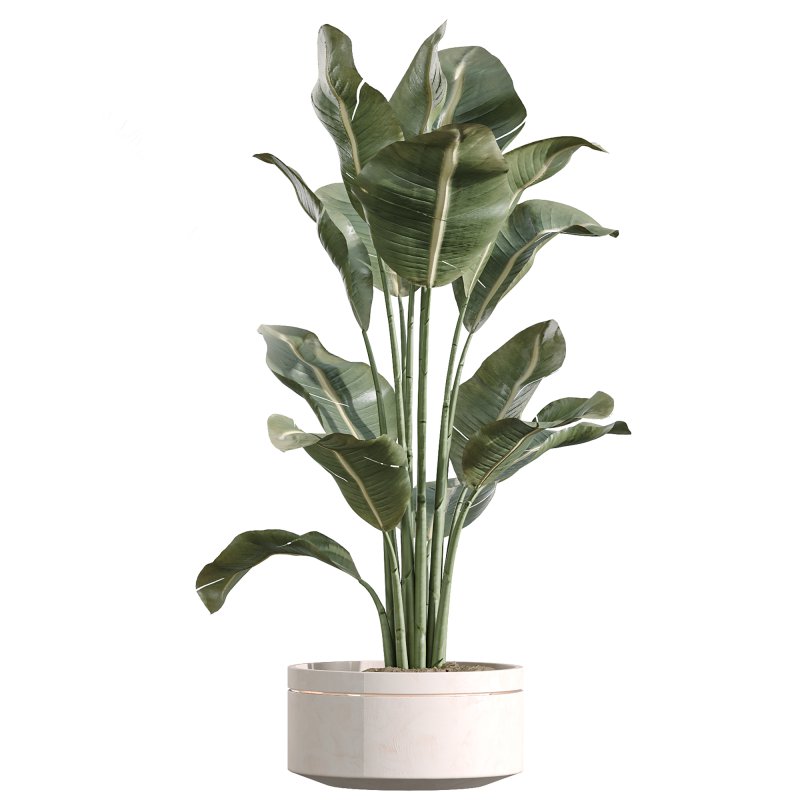 AV Indoor Plants Set 254 Sansevieria Olive Yucca Excelsa Palm Paradise Bird - Image 2