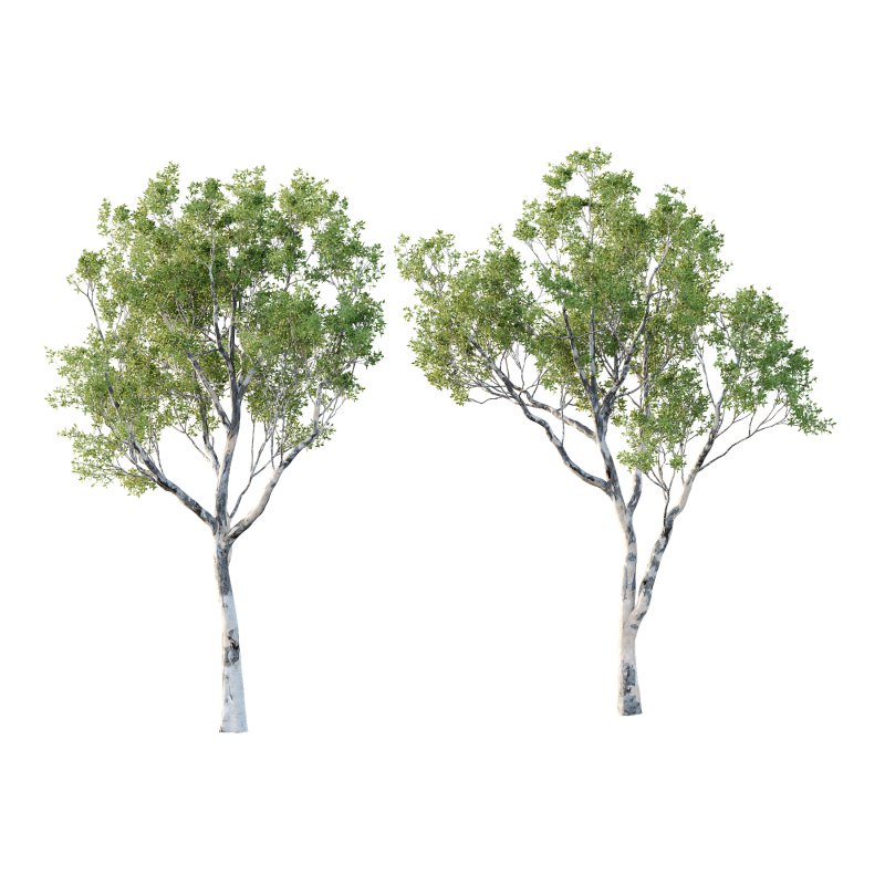 Sydney Blue Gum Tree 04 - Image 1