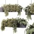 Indoor plants – 35 hanging indoor Plants - Thumbnail 5