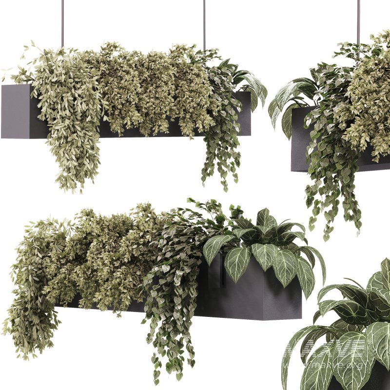 Indoor plants – 35 hanging indoor Plants - Image 5