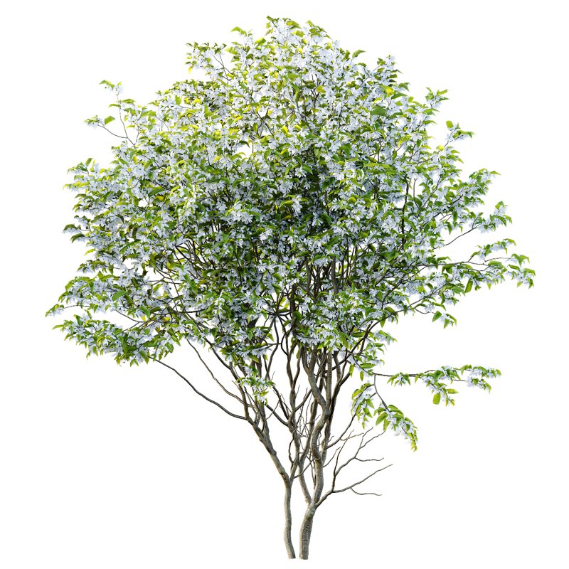 AV Spring blooming trees Butterfly Orchid Geranium Bauhinia and Amelanchier Lamarckii - Image 2