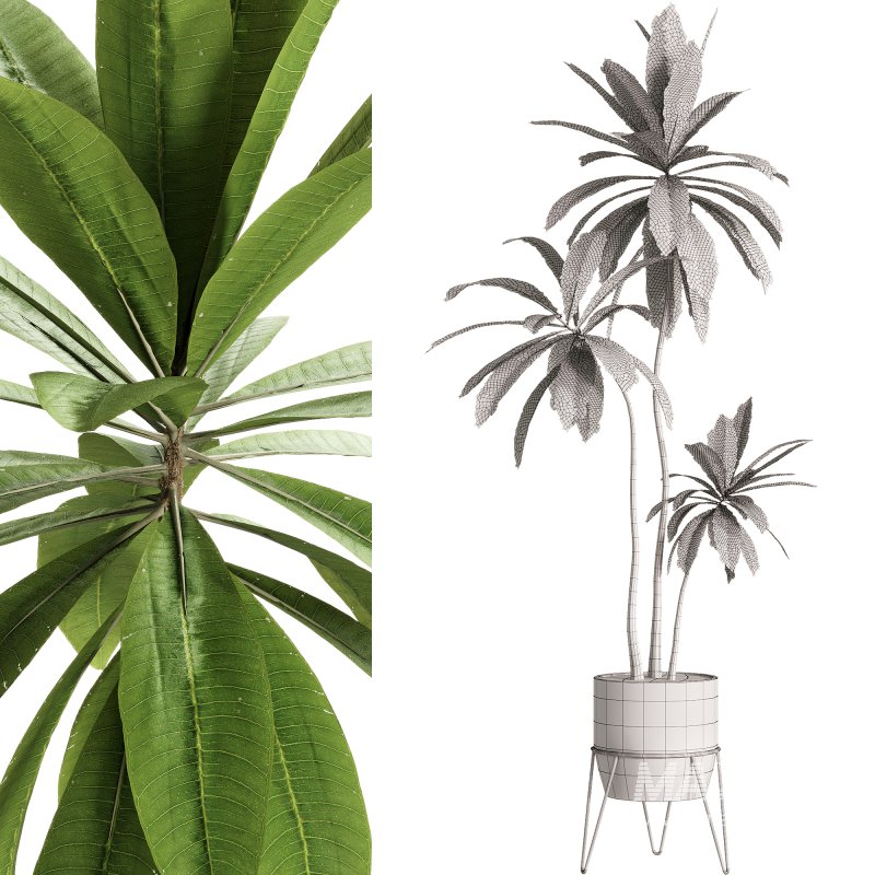 Indoor Plants – 25 Plant in pot - Image 3