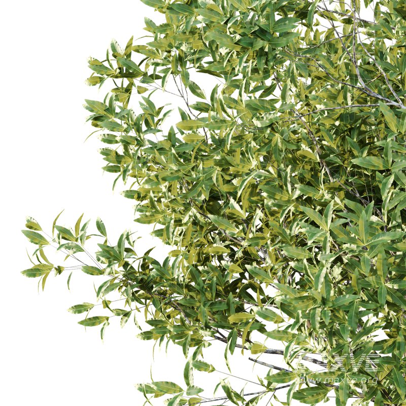 Sydney Blue Gum Tree 03 - Image 6