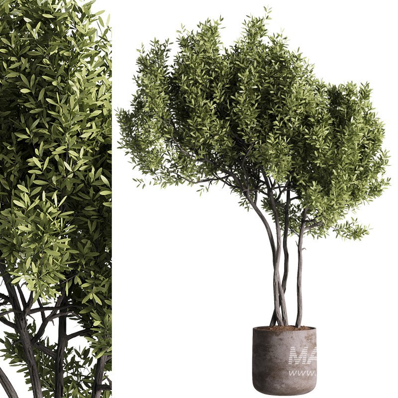 indoor plants – 47 plant in pot - Image 2