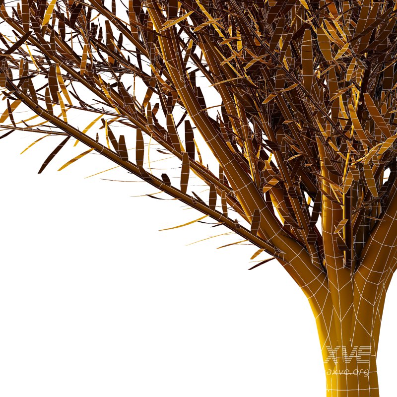 plant bush Flower Lavandula pedunculata 06 - Image 5