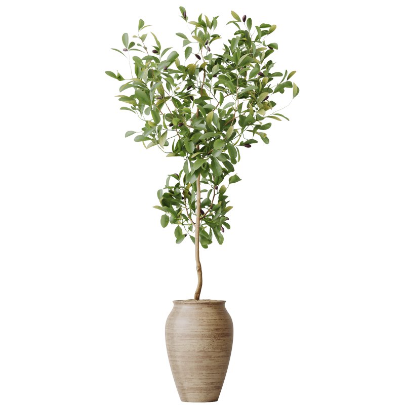 AV Indoor Plants Set 258 Olive Eucalyptus and Palm Paradise and Dracaena and Briful - Image 1