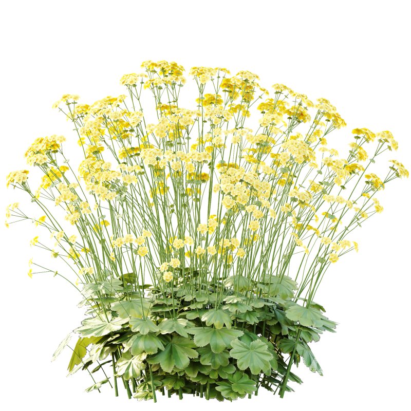 Alchemilla mollis flower Plant 02 - Image 6