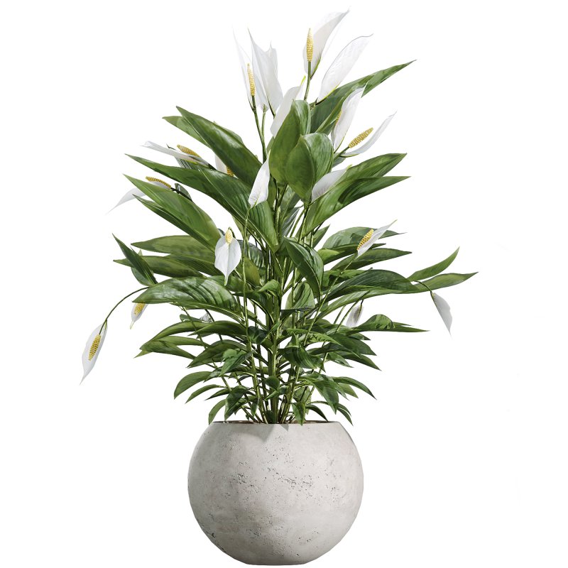 AV Indoor Plants Set 251 Olive Eucalyptus Japandi Ficus Banana Strelitzia Peace Lily - Image 3
