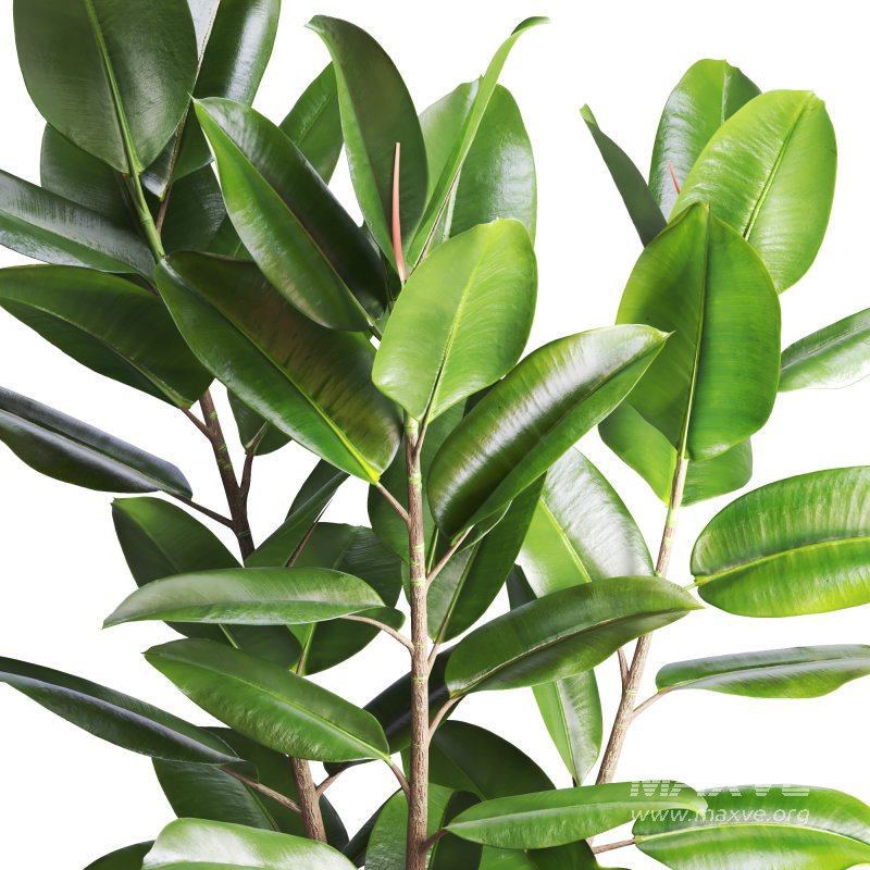 Indoor Plant Ficus with a basket pot - Image 4