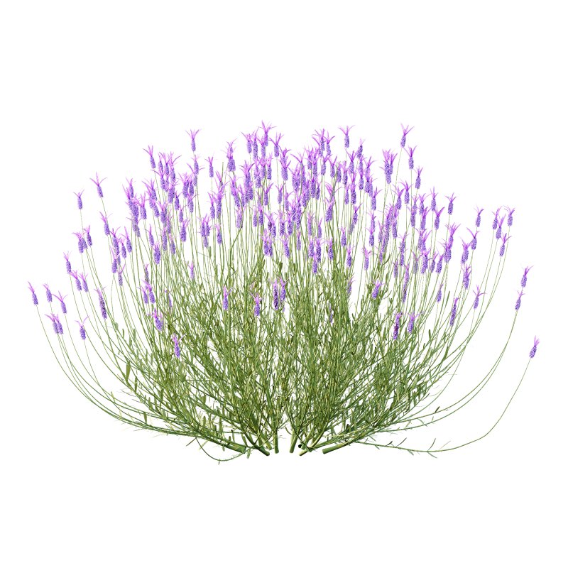 plant bush Flower Lavandula pedunculata 07 - Image 1