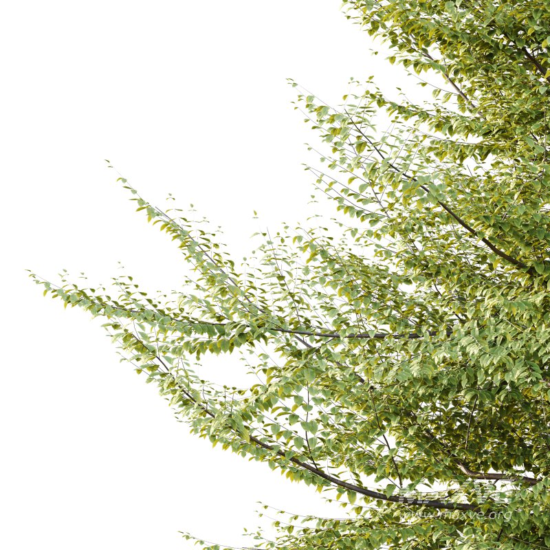 Fagus Grandifolia Tree 10 - Image 5