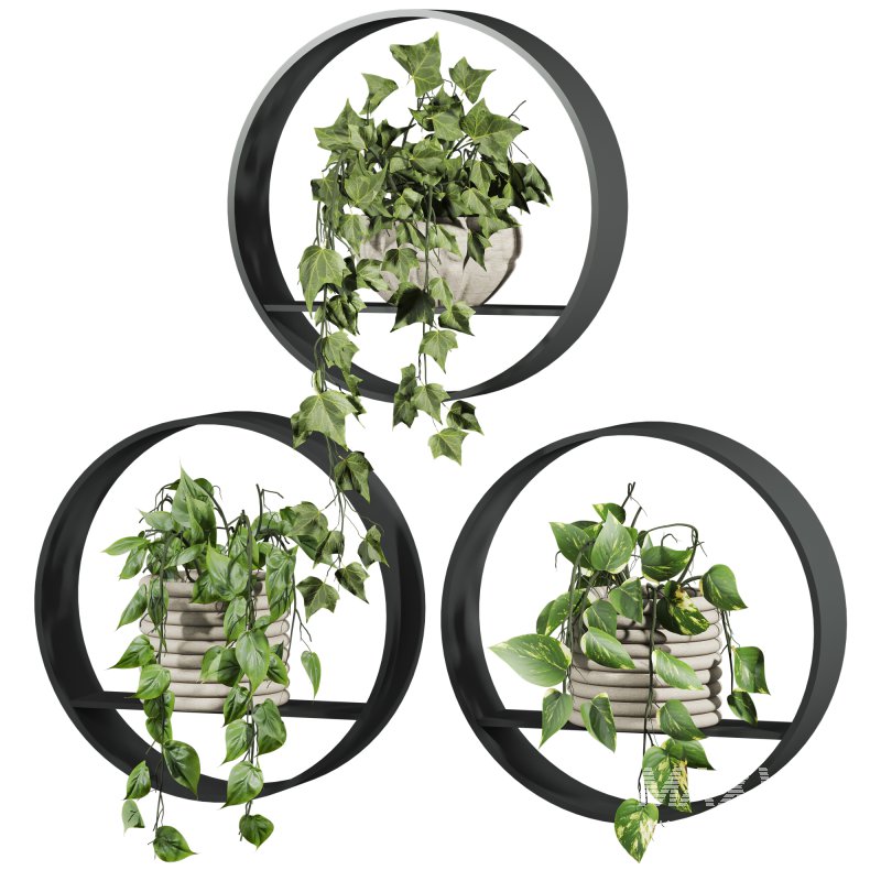 plants on shelf - Image 3