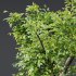 AV 8 different trees Bamboo Bambusoideae and Celtis Australis - Thumbnail 1