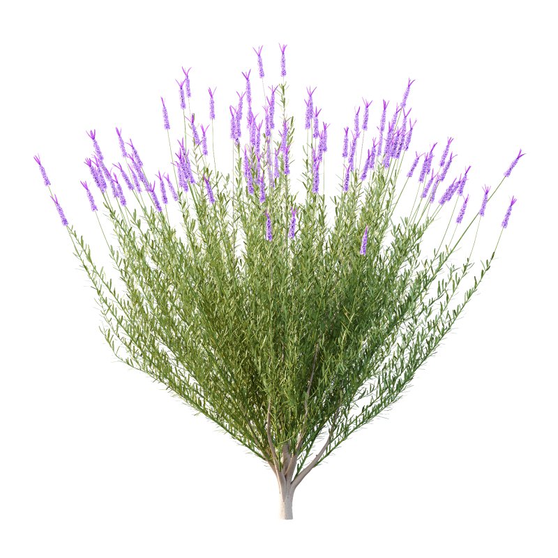 plant bush Flower Lavandula pedunculata 06 - Image 3