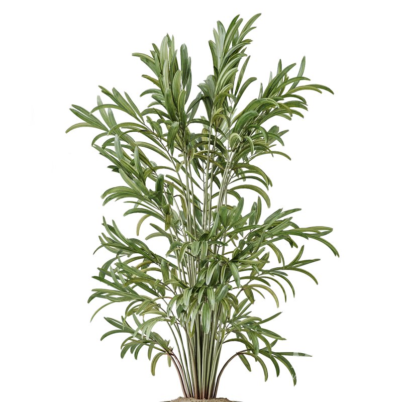 AV Indoor Plants Set 266 Areca Palm and Dypsis Lutescens and Beech Olea Europaea Olive Eucalyptus - Image 3