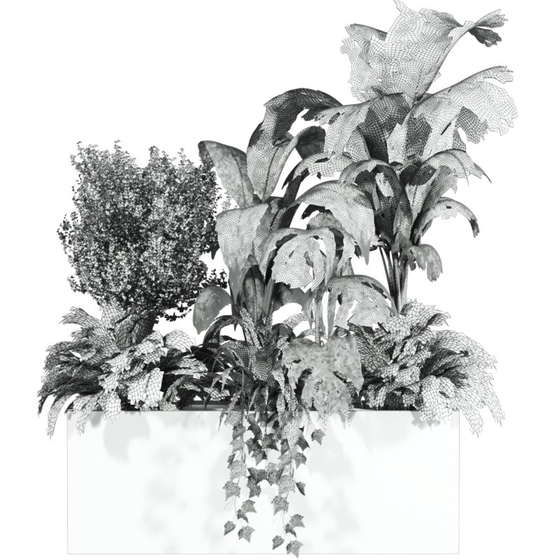 outdoor plants - Image 3