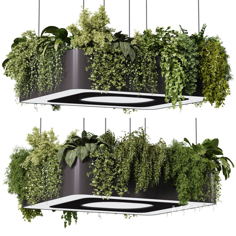 indoor plants – 64 Hanging indoor plant - Image 2